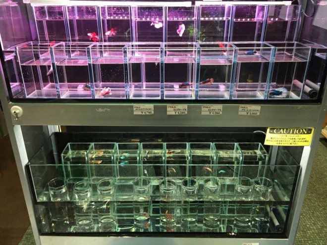 11422695_863806550366798_66430639_n