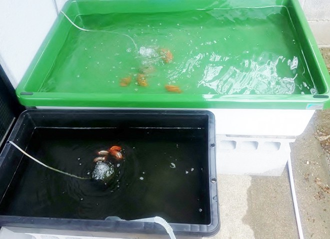 12511994_807196759406759_1012469859_n