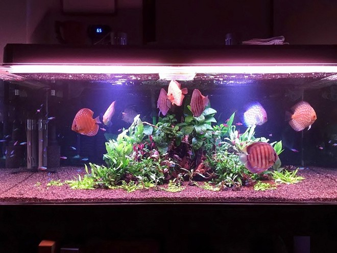 12540458_807196712740097_1469244931_n