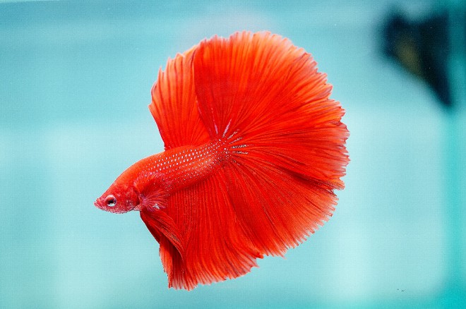 フォーチュン賞