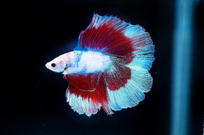 ダブルテールクラス優勝