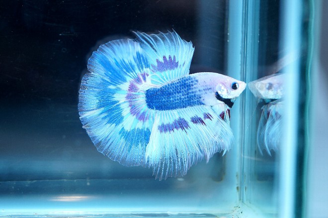 マーブル＆AOCクラス優勝