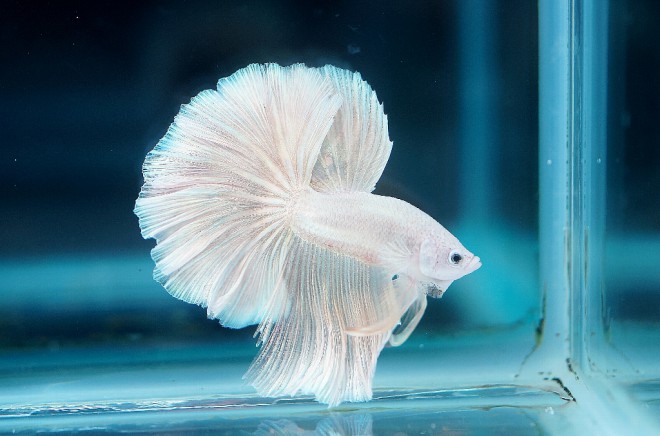 ライトカラークラス優勝