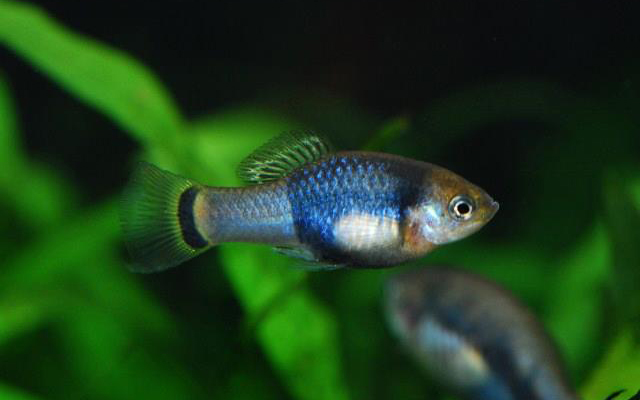 シフォフォルス ・キシディウム（Crescent