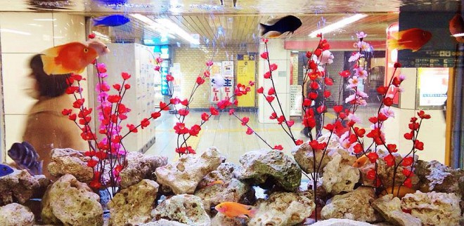 1958500_410330295778251_1269984137_n