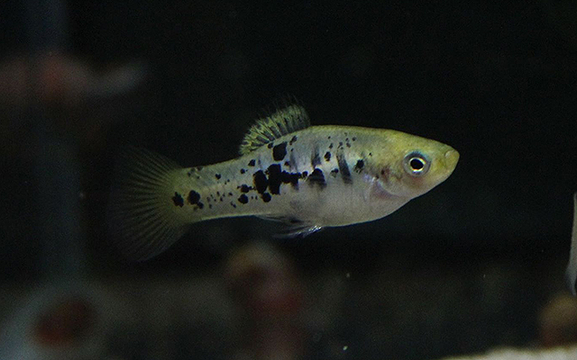 シフォフォルス ・バリアタス（Rio_Nautla