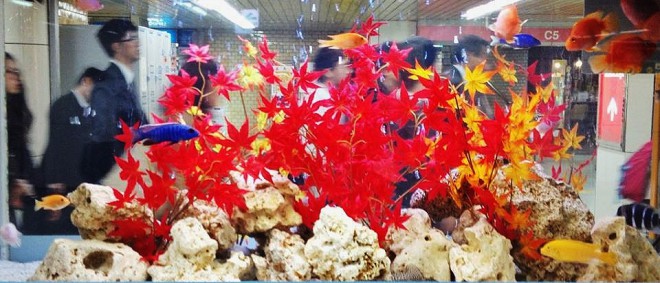 529107_354108318067116_105098815_n