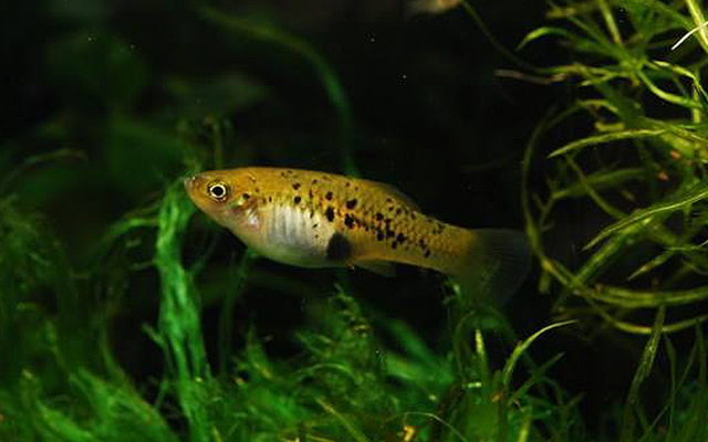 シフォフォルス ・バリアタス（Rio_zarco