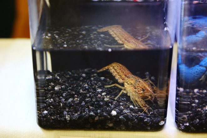 ミステリークレイフィッシュ