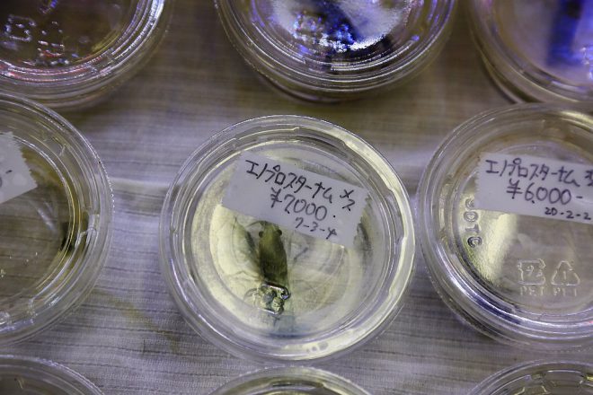 エノプロスターナム