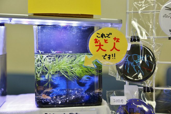 シュフェルディー