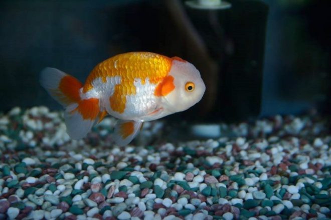 14045813_1402390666454164_2739668040041237132_n