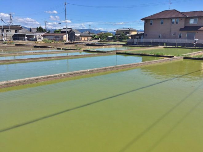 14074327_1110593299021454_1975400054_o