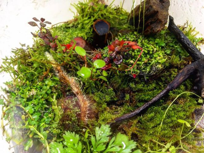 15327584_1211960968884686_480288516_n